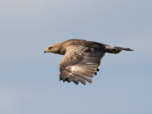 Pikkukiljukotka, Lesser Spotted Eagle, Clanga pomarina